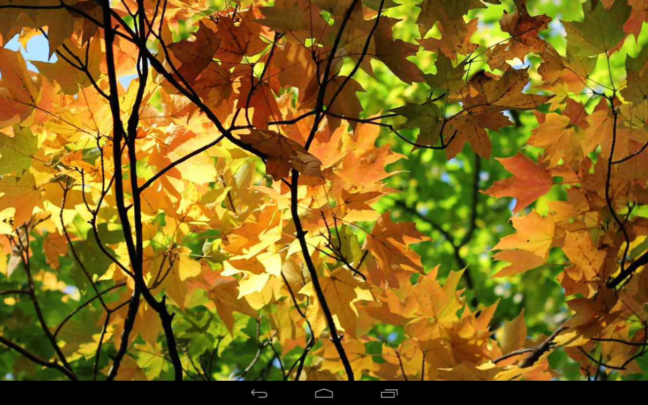 Бесплатный Заставки Скачать Картинки На Телефон Осень - HD Wallpaper 