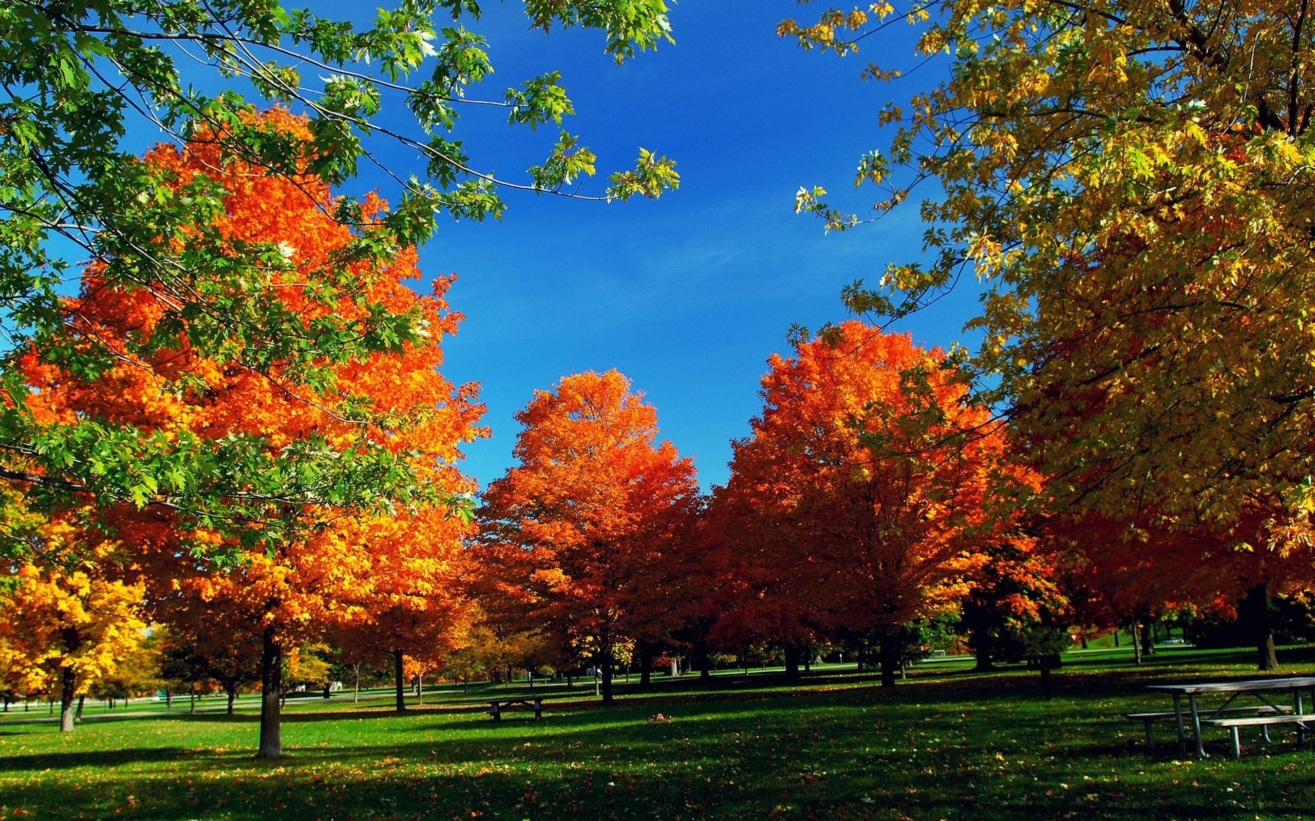 Autumn Wallpaper Widescreen - Fall Trees - HD Wallpaper 
