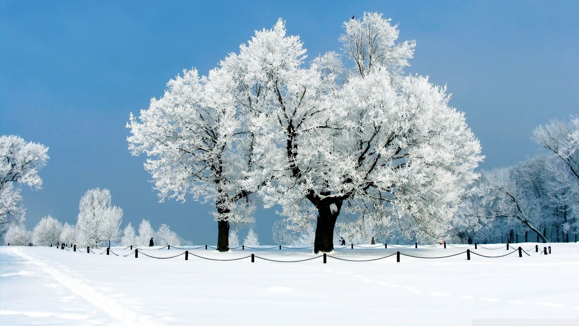Winter Wallpaper Backgrounds 47070 Hd Pictures - Winter Hd - HD Wallpaper 