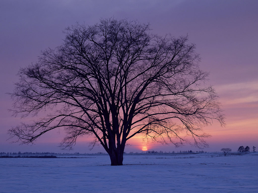 Winter Screen Saver - HD Wallpaper 