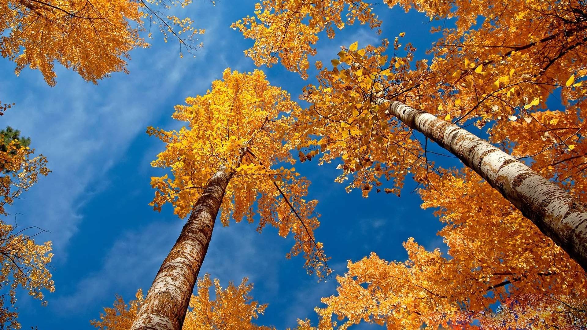 Autumn Desktop Wallpapers, Wallpaper, Autumn Desktop - Fall Desktop Backgrounds - HD Wallpaper 