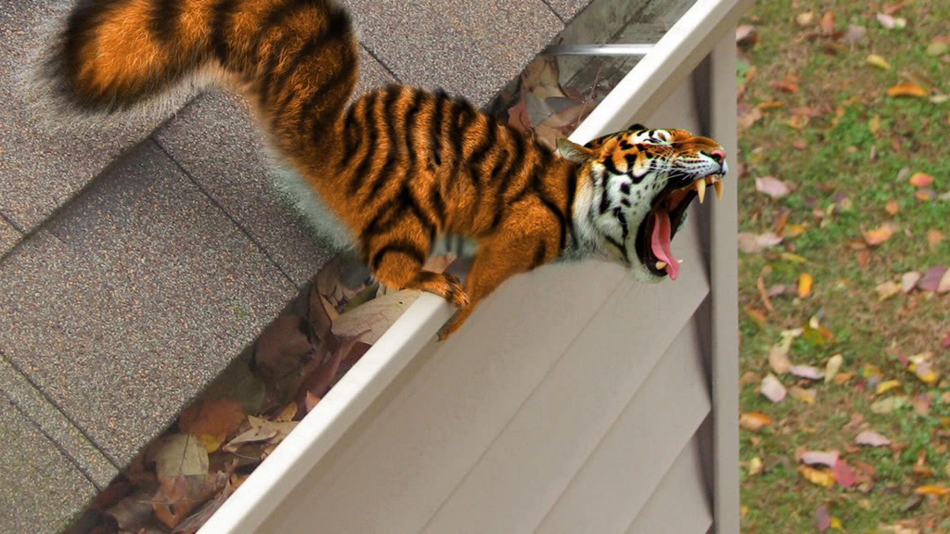 Squiger Tiger Fangs Funny Animal Wal - Funny Photoshopped Animals - HD Wallpaper 