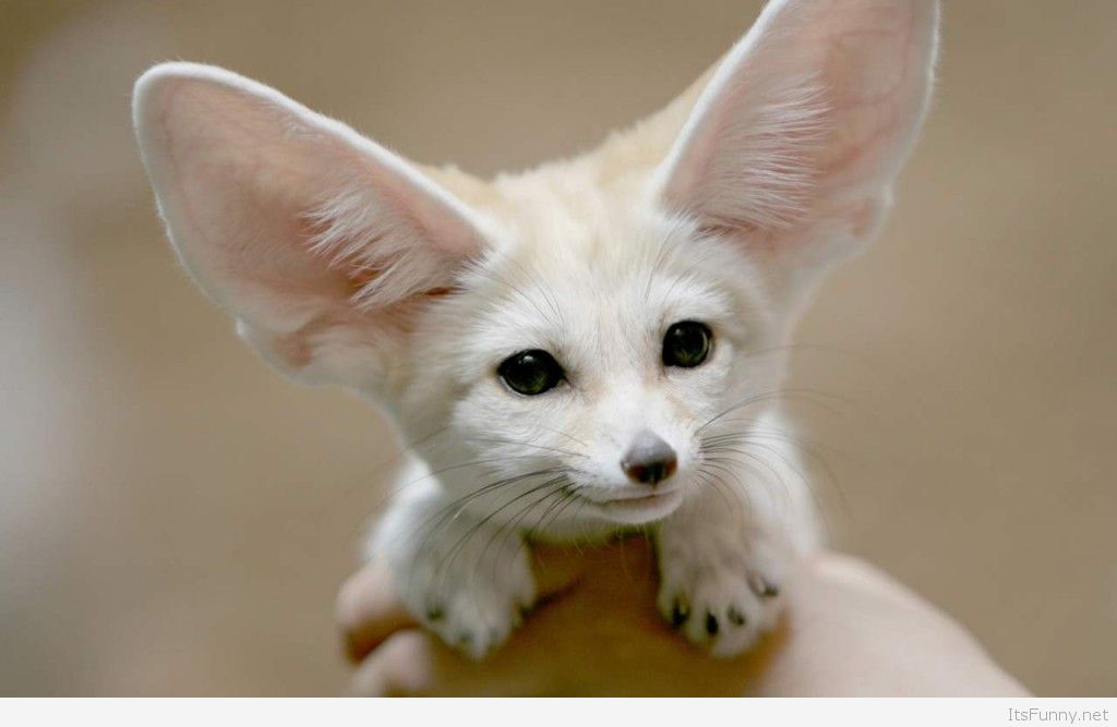 Animals Hd Wallpaper Funny Cute Animals Wallpapers - Cute Animals - 1024x667 Wallpaper Animals Hd Wallpaper Funny Cute Animals Wallpapers - Cute Animals - 1024x667 Wallpaper