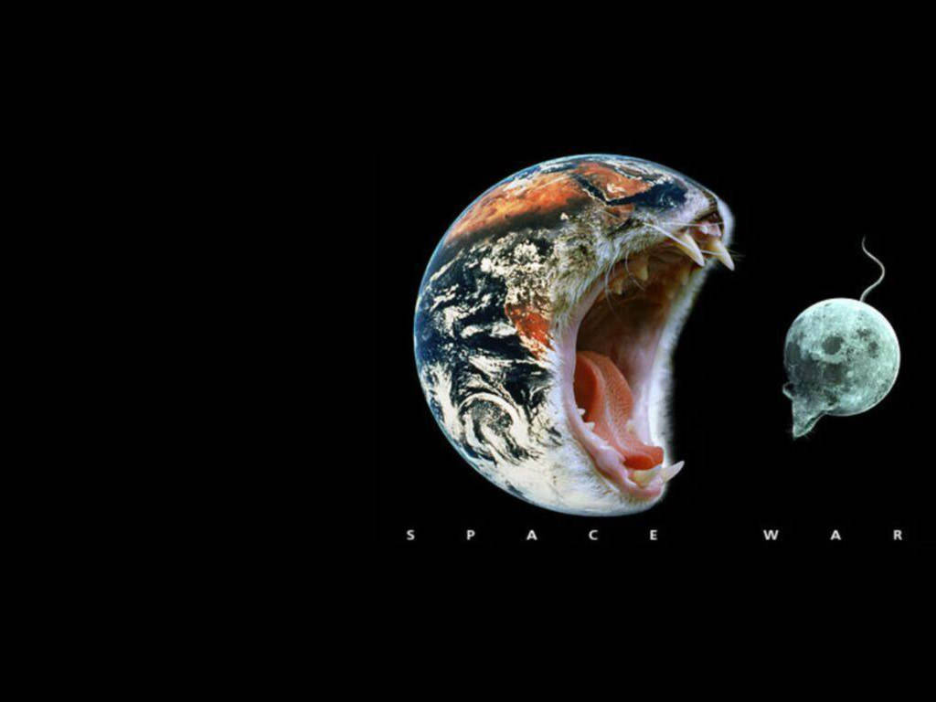 Cat Wallpapers Funny - HD Wallpaper 