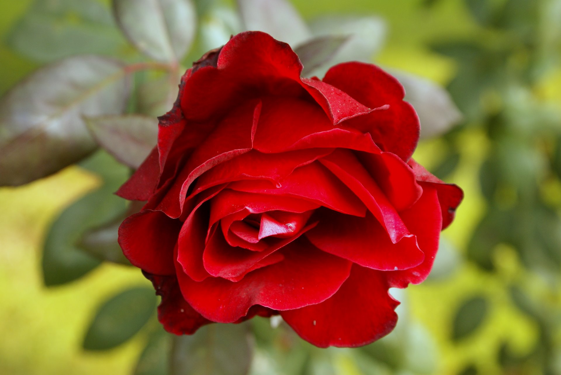 Love Good Morning Red Rose Hd - HD Wallpaper 