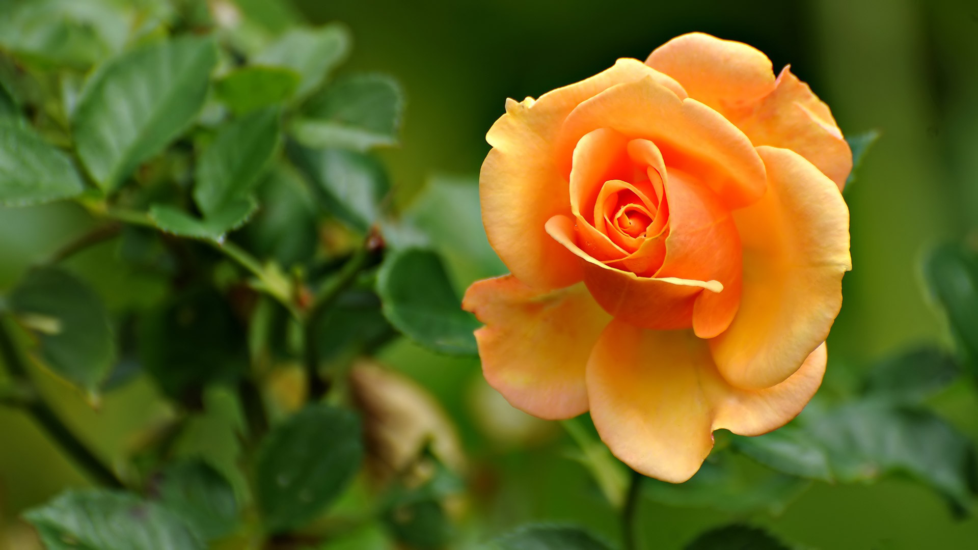 Rose Orange Flowers Wallpaper - Rose Flower Hd Wallpaper For Laptop - HD Wallpaper 