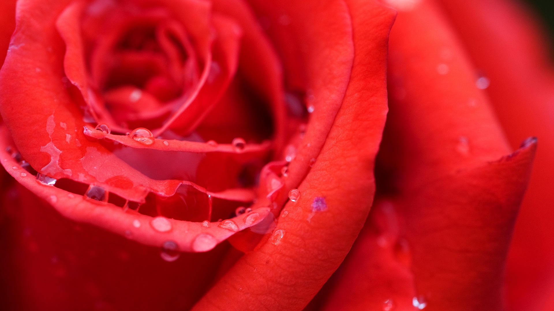 Rose Flower - HD Wallpaper 