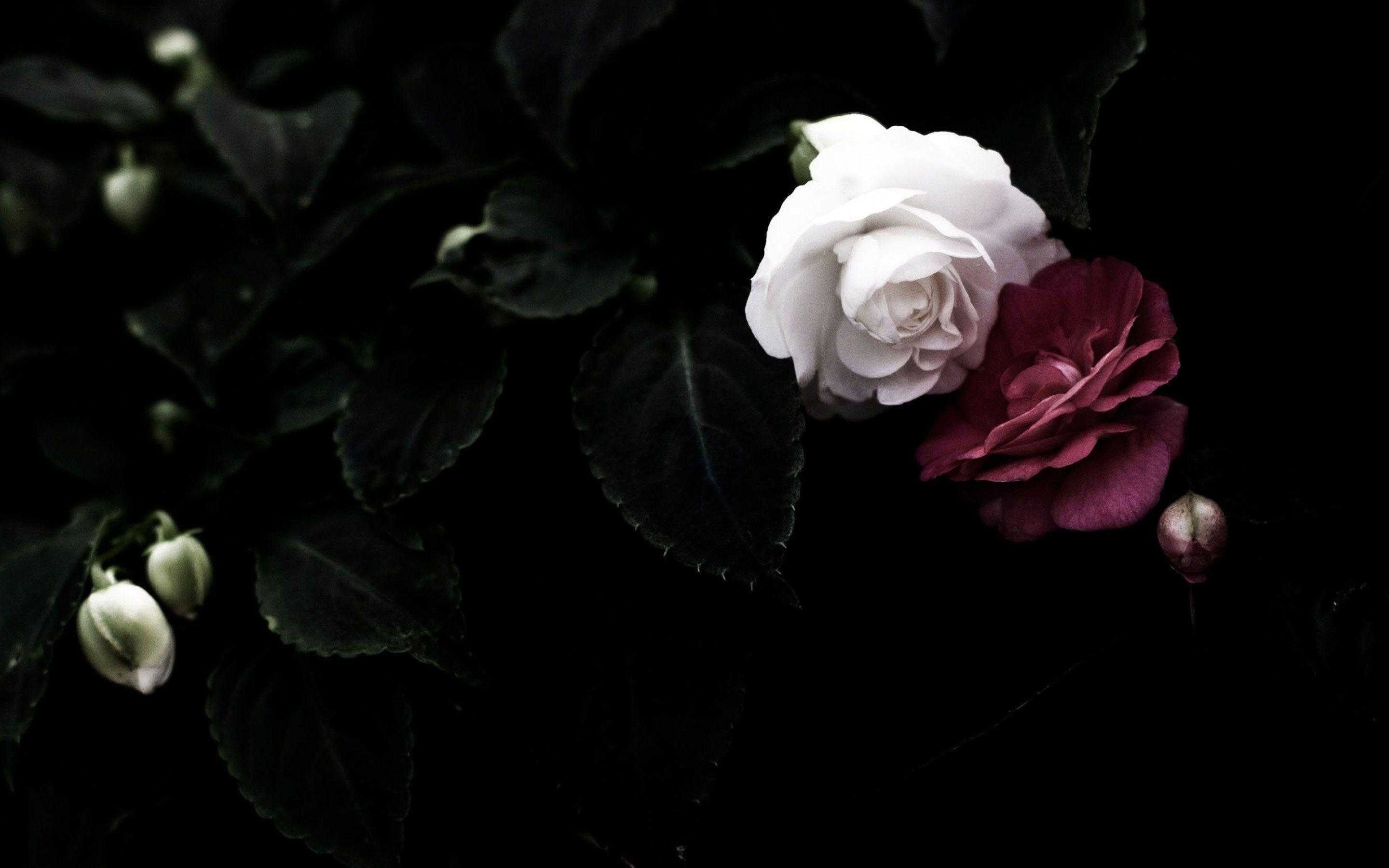 62 Black Roses Wallpapers On Wallpaperplay 
 Data-src - Dark Rose Wallpaper Hd - HD Wallpaper 