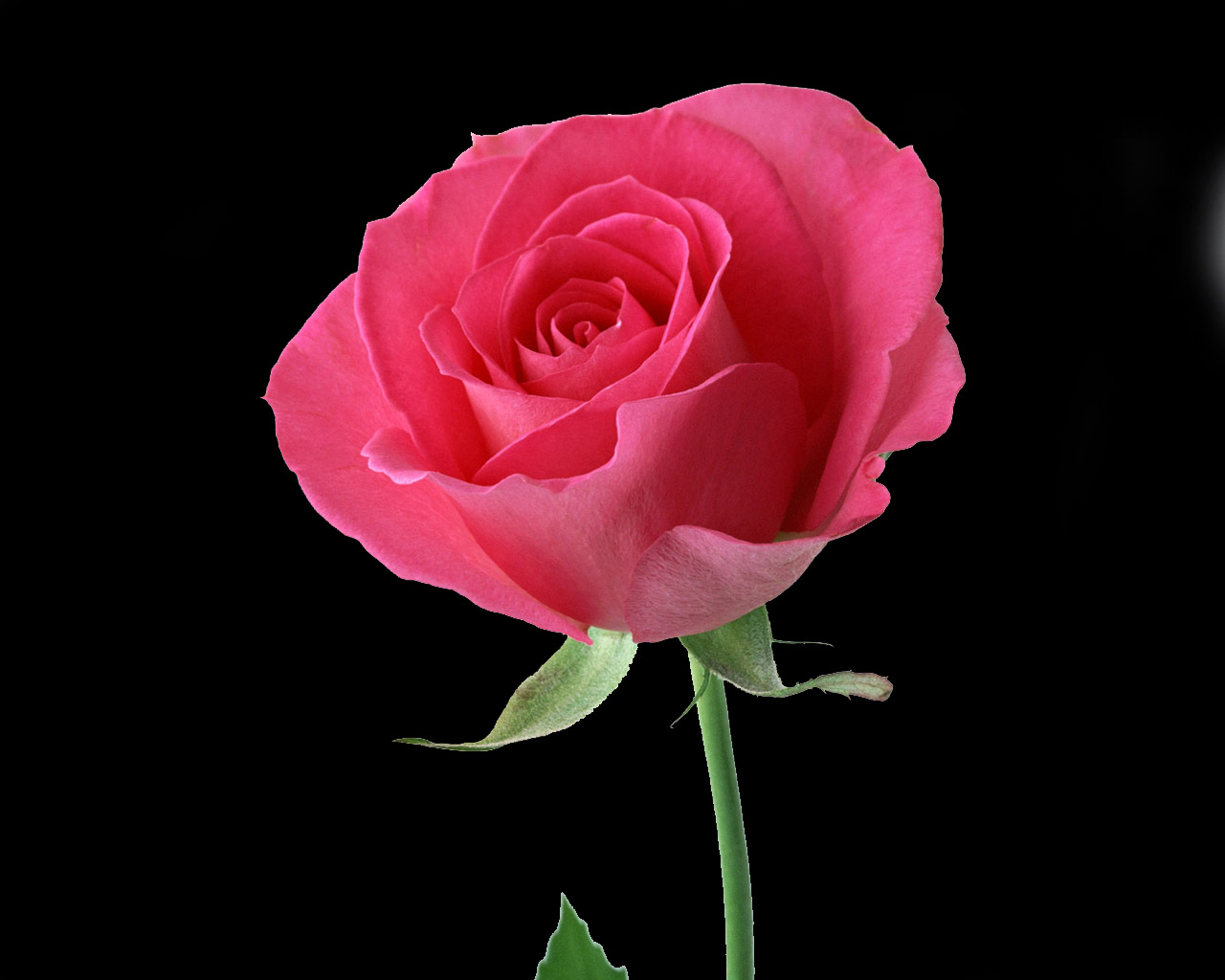 Beautiful Red Rose Flowers - HD Wallpaper 