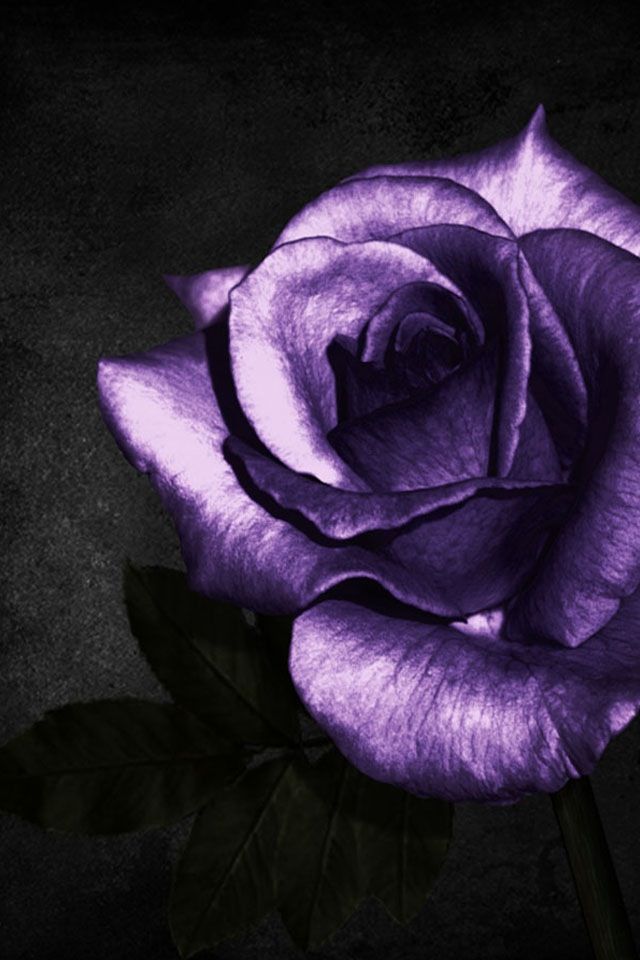 Best Beautiful Purple Roses Images On Flowers - Black And Purple Roses - HD Wallpaper 