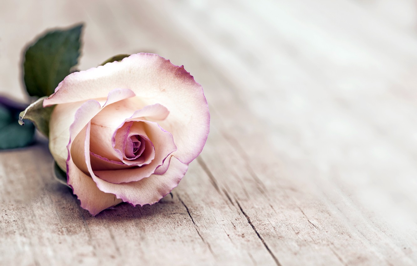 Photo Wallpaper Rose, Rose, Wood, Flowers - Thinking About The Meaning Of Life - HD Wallpaper 