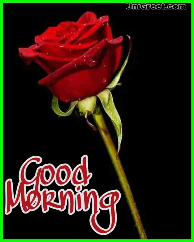 Top 70 Good Morning Rose Flowers Images Pictures Photos - Love Sagar - HD Wallpaper 