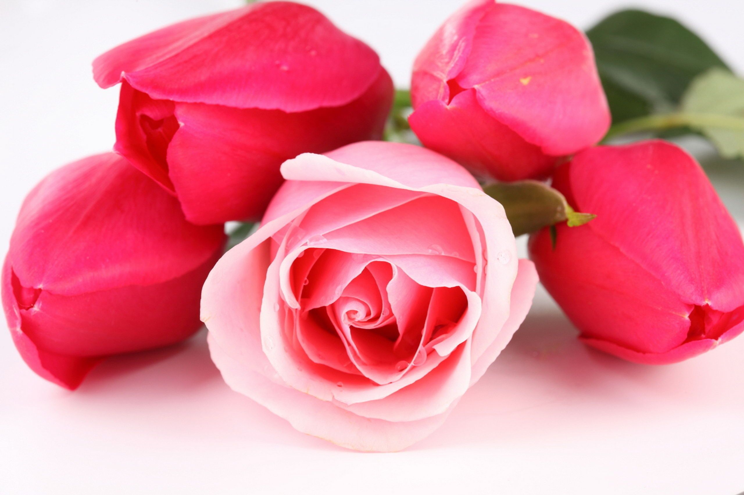 Beautiful Rose Images Hd - HD Wallpaper 