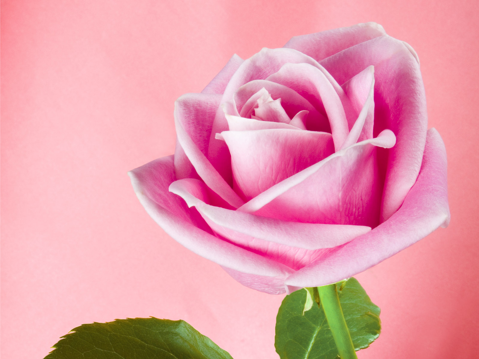 Pink Rose Flower Wallpaper - Beautiful Pink Colour Rose - 1600x1200  Wallpaper 