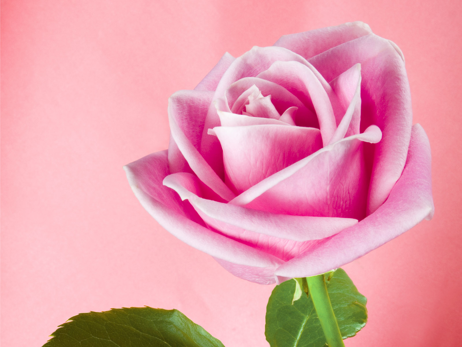 Pink Rose Flower Wallpaper - Beautiful Pink Colour Rose - HD Wallpaper 