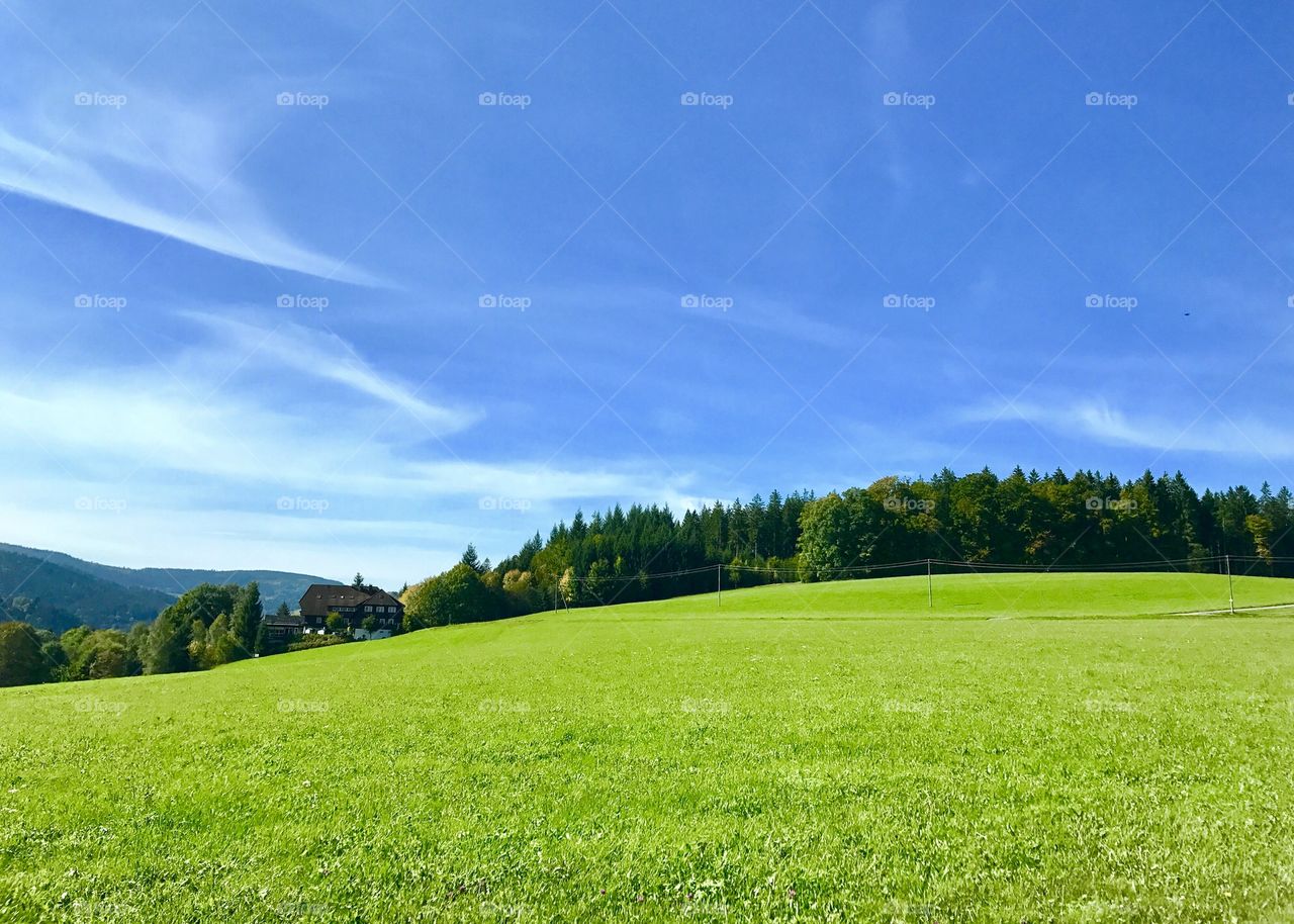 Grass - HD Wallpaper 