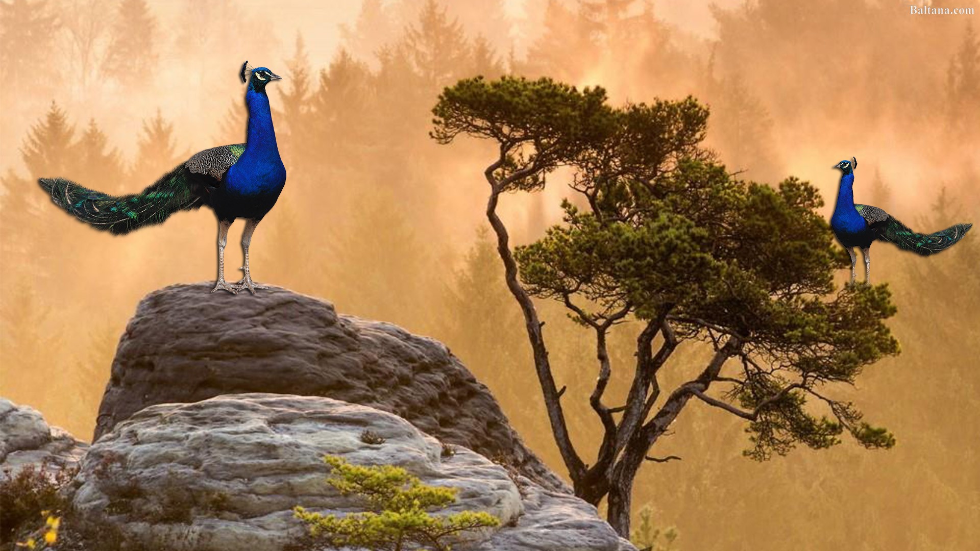 Peacock Wallpaper Hd - Nature Peacock Wallpaper Hd - 1920x1080 Wallpaper - Peacock Wallpaper Hd - Nature Peacock Wallpaper Hd - 1920x1080 Wallpaper -