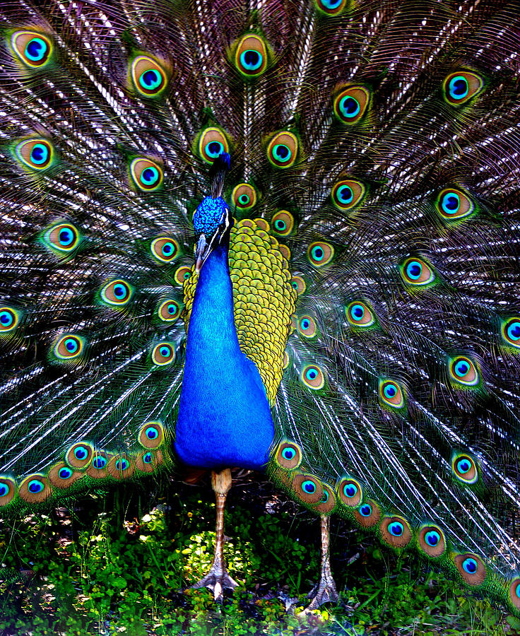 Shutterstock Com Peacock - HD Wallpaper 