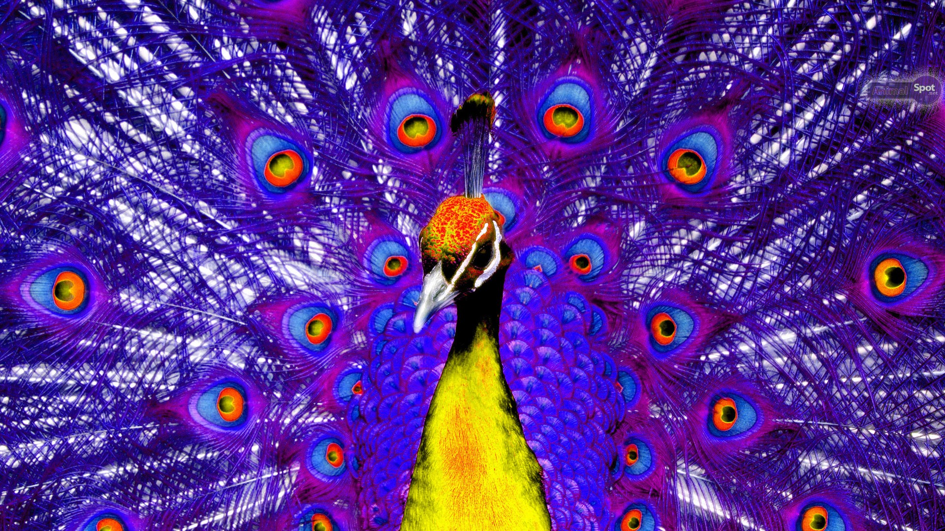 Purple Peacock Wallpaper - Peacock Wallpaper Hd Full - HD Wallpaper 