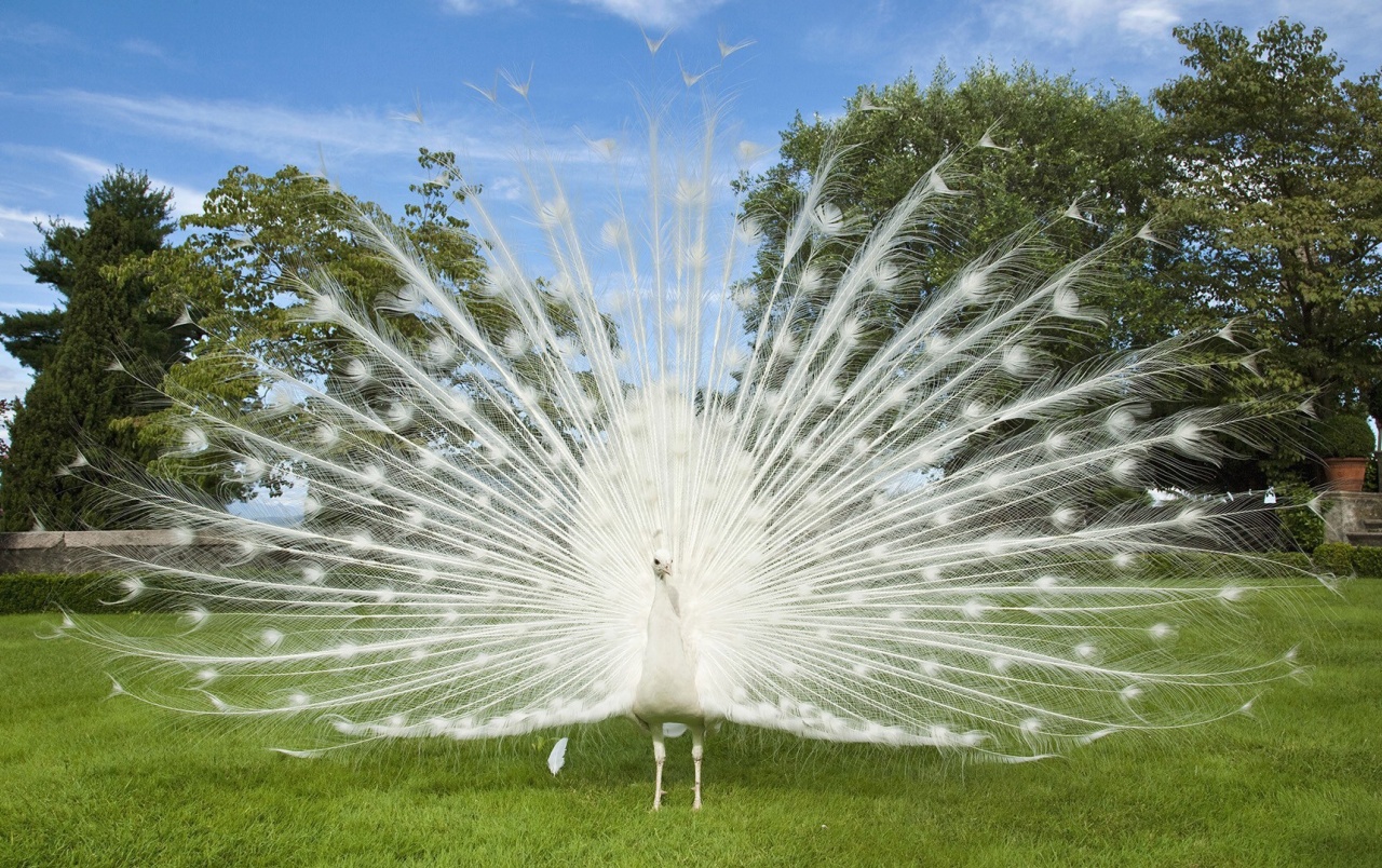 White Peacock Wallpapers - White Peacock Wallpaper Hd - HD Wallpaper 