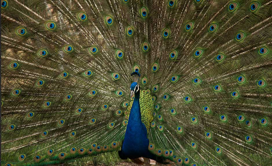 If You Like Colorful Birds This Peacock Wallpaper Is - Beautiful Nature Wallpaper New Iphone - HD Wallpaper 