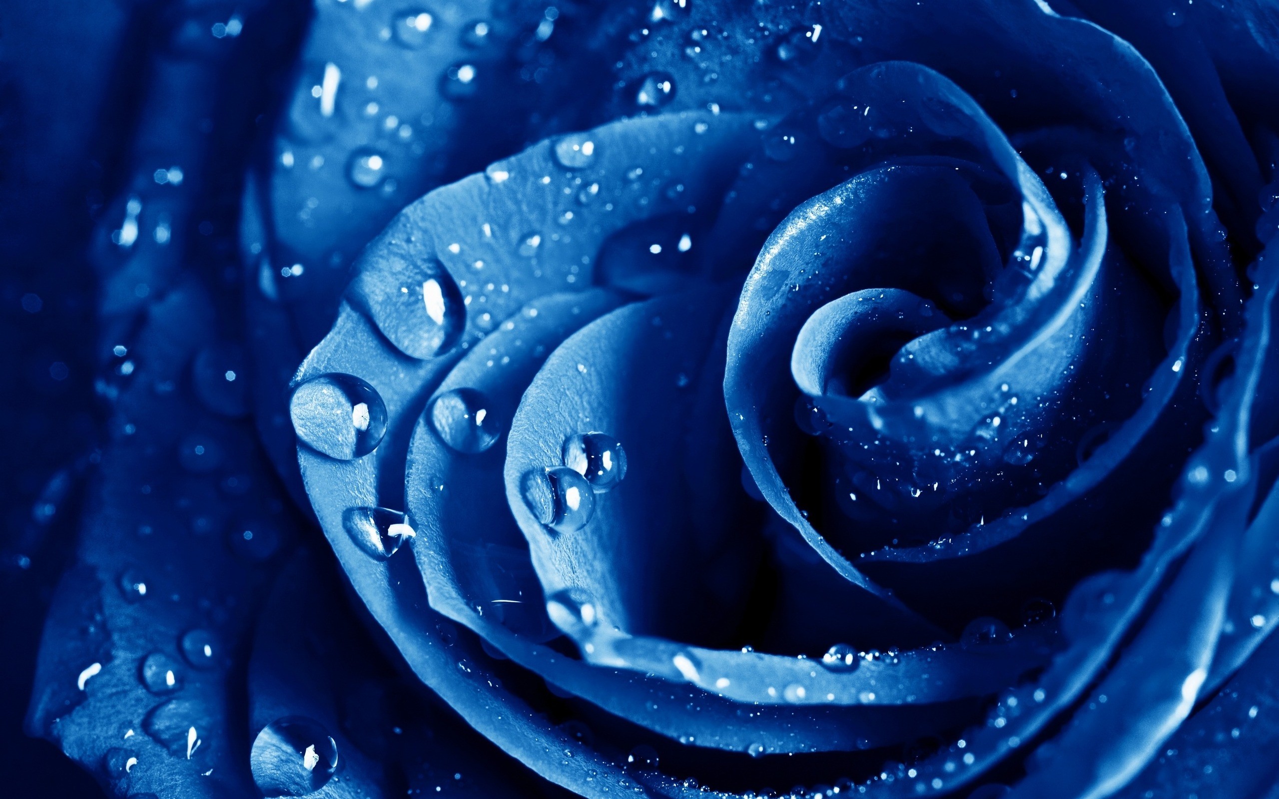 Magnificent Hqfx Images Of Blue Water, Px - Blue Rose In Rain - HD Wallpaper 