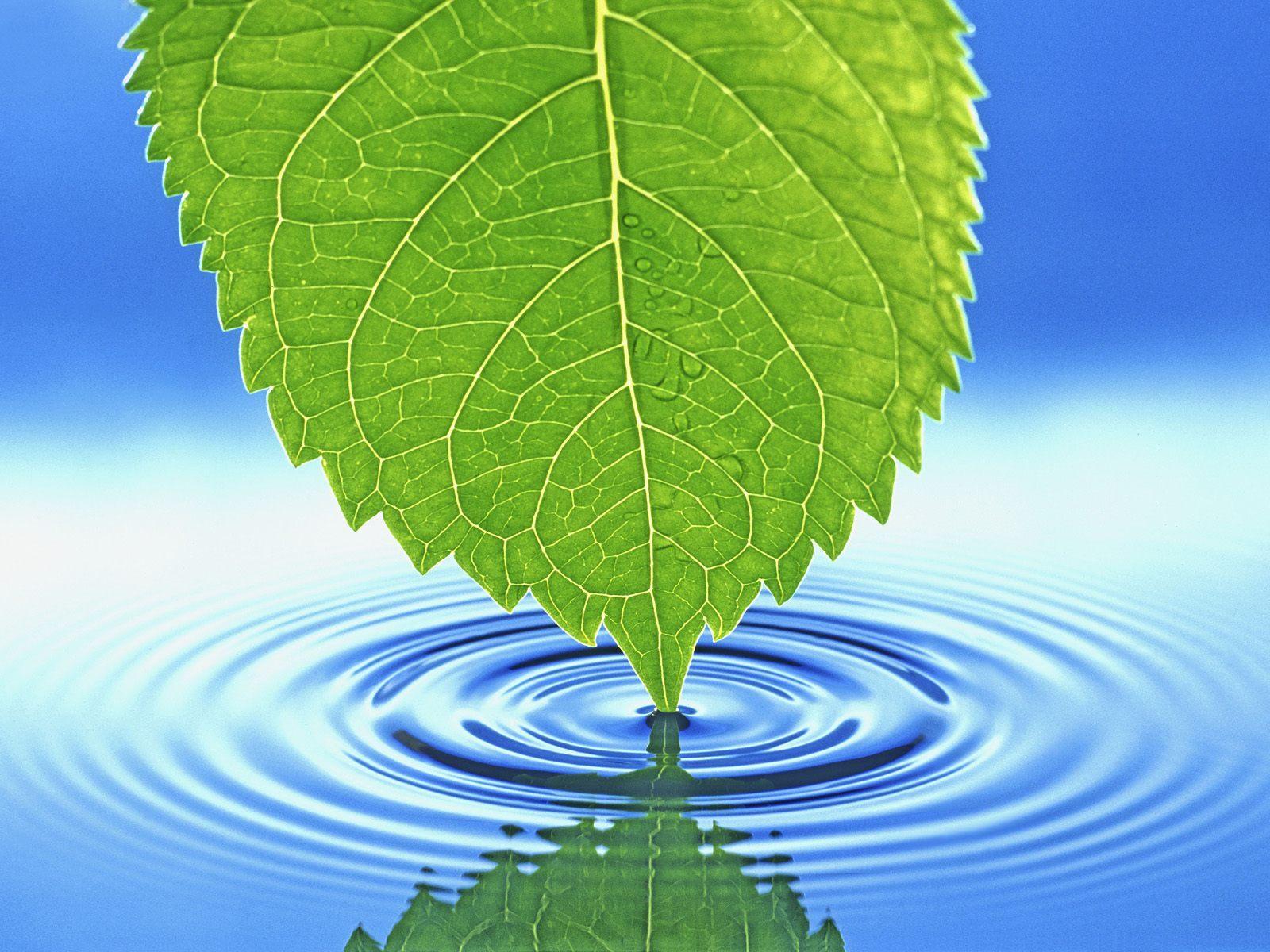 Leaf Touching Water - HD Wallpaper 