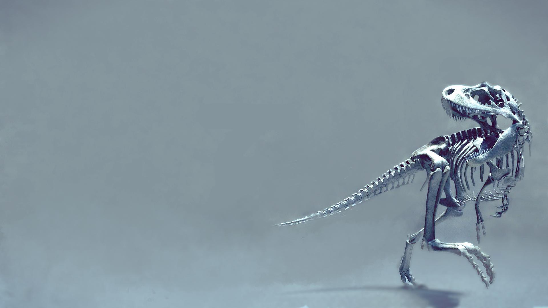 Dinosaur Wallpaper - Dinosaur Skeleton - HD Wallpaper 