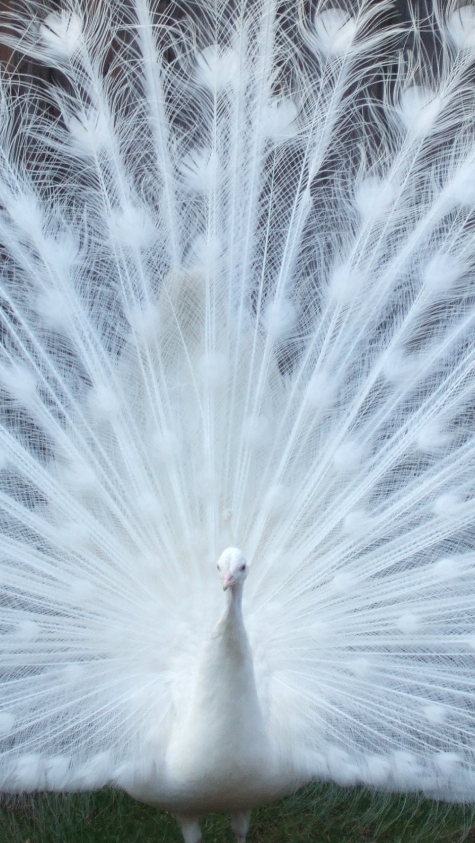 White Peacock Wallpaper Photo On Wallpaper 1080p Hd - Beautiful White Peacocks Wallpapers Hd - HD Wallpaper 