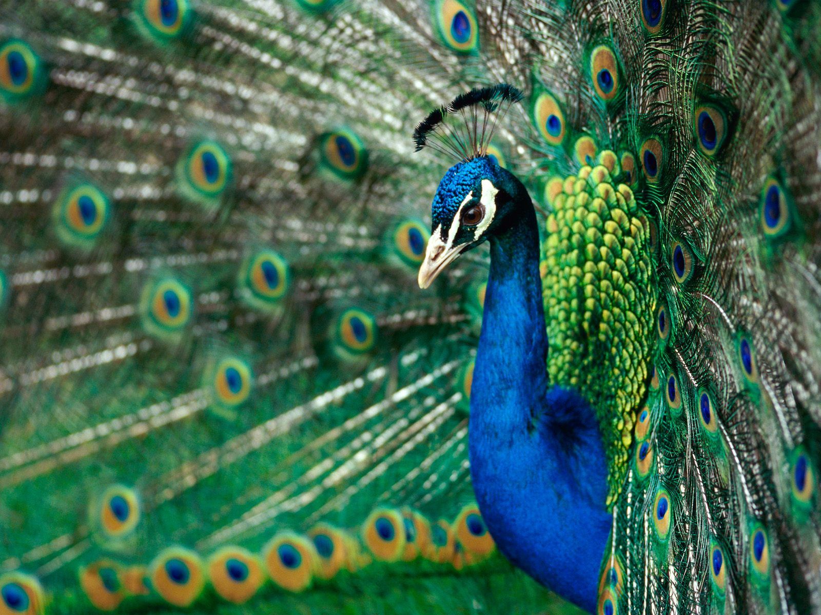 Peacock 20 Wallpaper - High Resolution Peacock - HD Wallpaper 