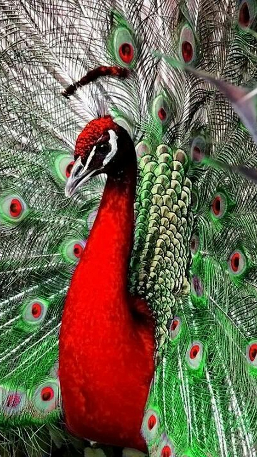 Red Peacock Wallpaper Iphone Resolution - Red Peacocks - HD Wallpaper 