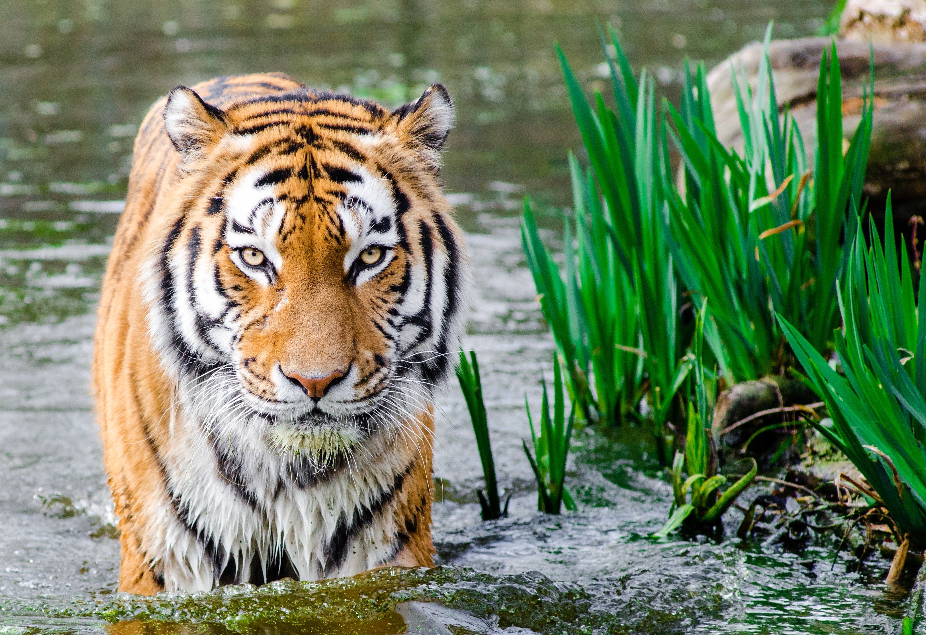 Tiger Wading Through The Water Wallpaper - Wild Animal Wallpaper Hd - HD Wallpaper 