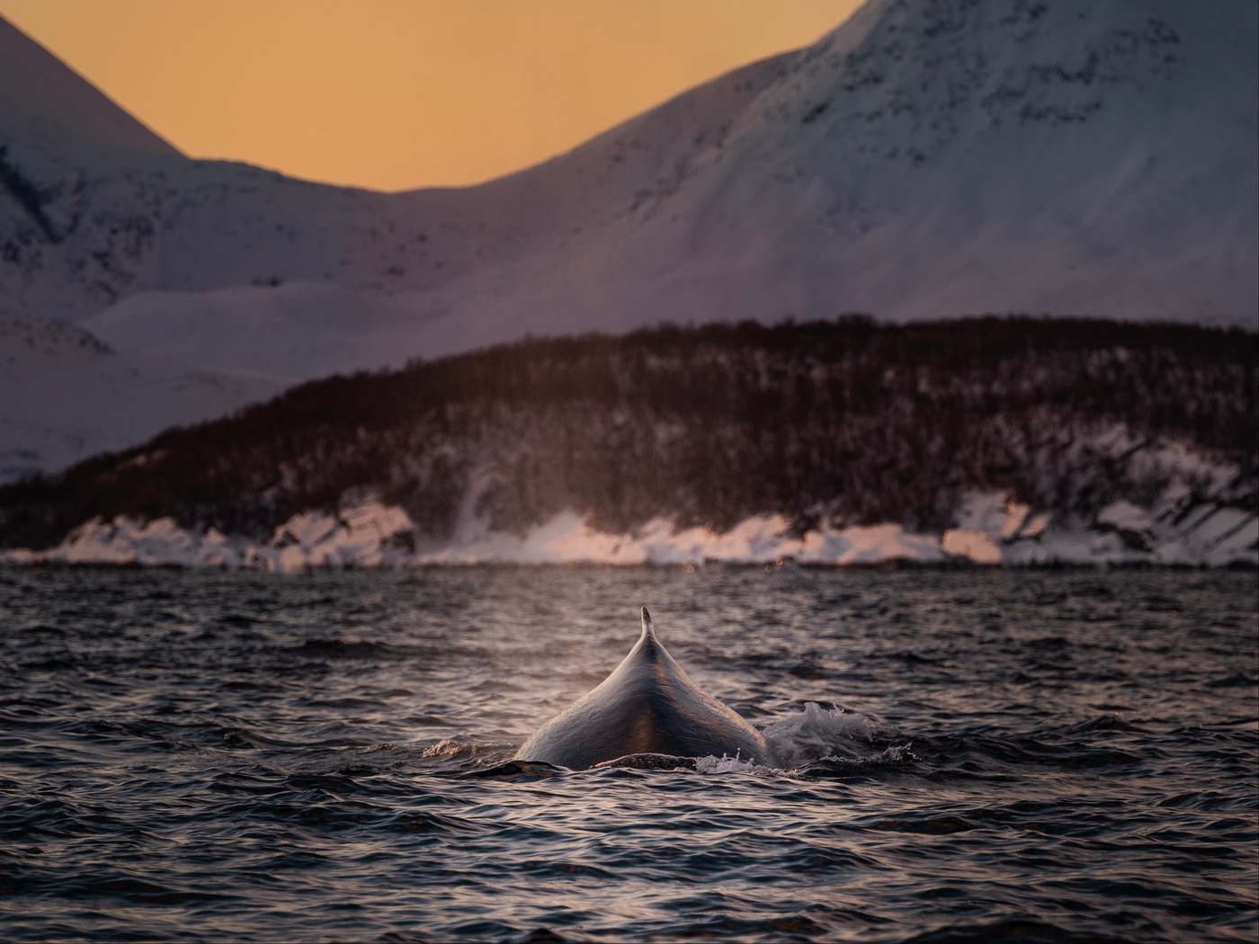 Wallpaper Whale, Fin, Waves, Sea, Water - Whale - HD Wallpaper 