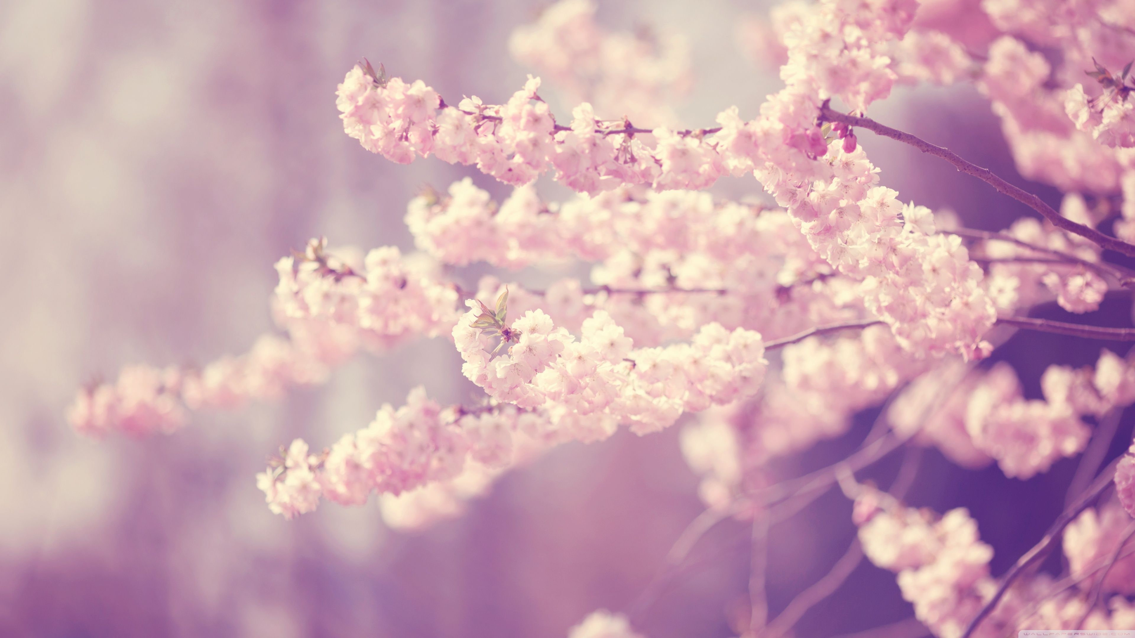 Pink Cherry Blossom ❤ 4k Hd Desktop Wallpaper For 4k - Cherry Blossom Wallpaper 4k - HD Wallpaper 