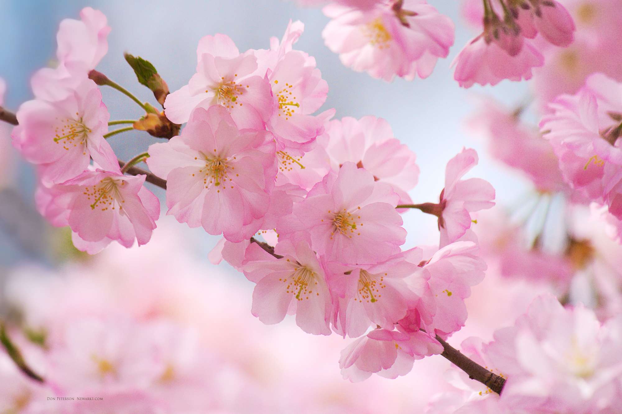 Wall Paper Cherry Blossom - HD Wallpaper 