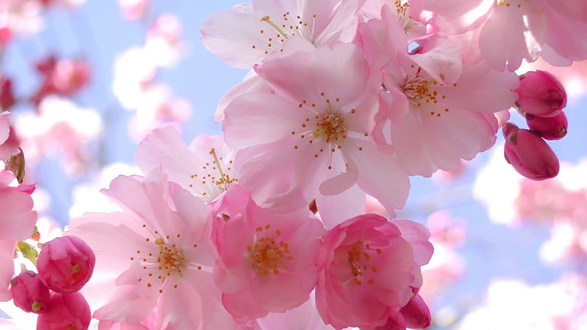 Blooming Pink Cherry Blossom - Japanese Cherry Blossom Hd - 1920x1080  Wallpaper 
