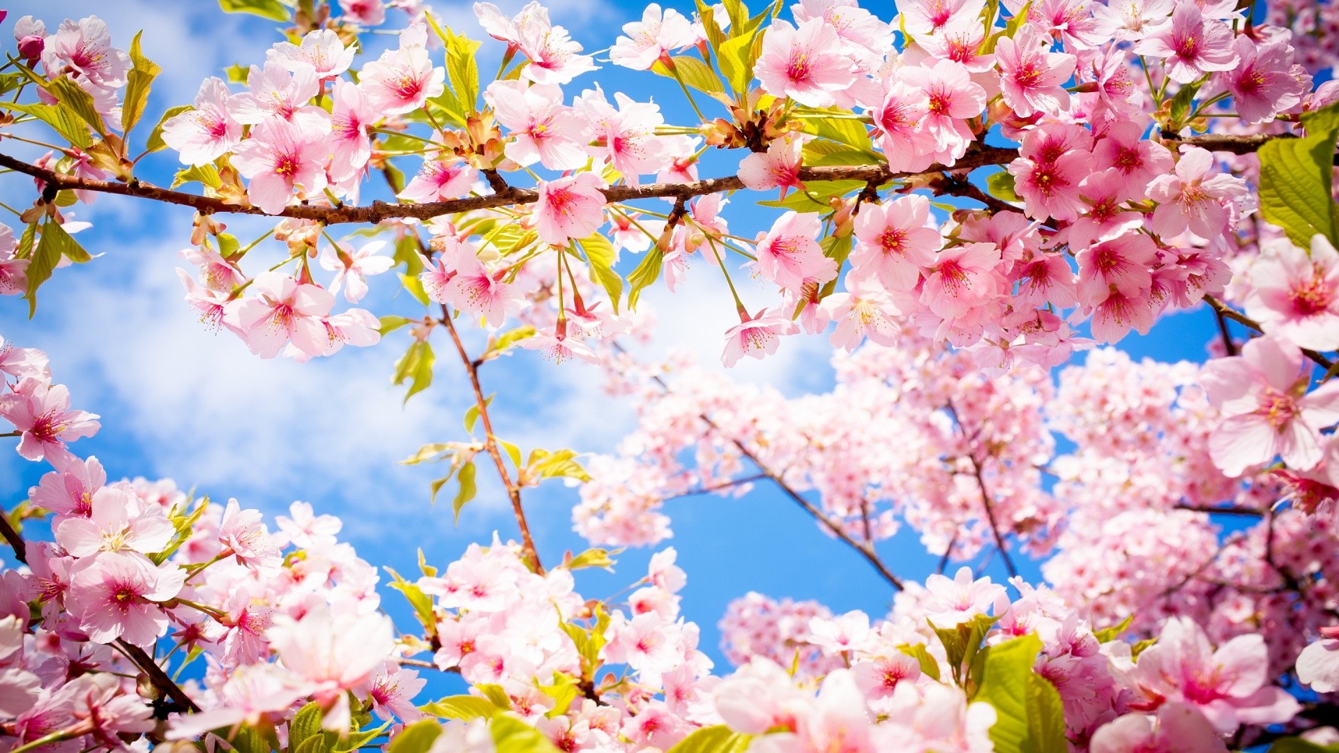 Spring Wallpaper Cherry Blossom Hd Wallpapers 
 Data-src - Cherry Blossom Hd Background - HD Wallpaper 