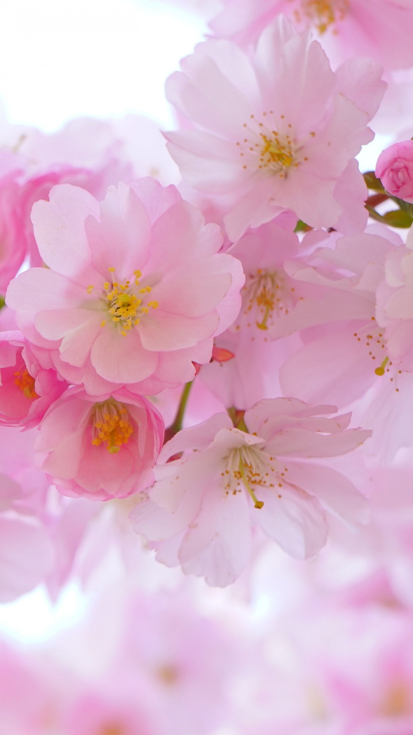 Cherry Blossom Phone Wallpaper Hd - 1440x2560 Wallpaper Cherry Blossom Phone Wallpaper Hd - 1440x2560 Wallpaper