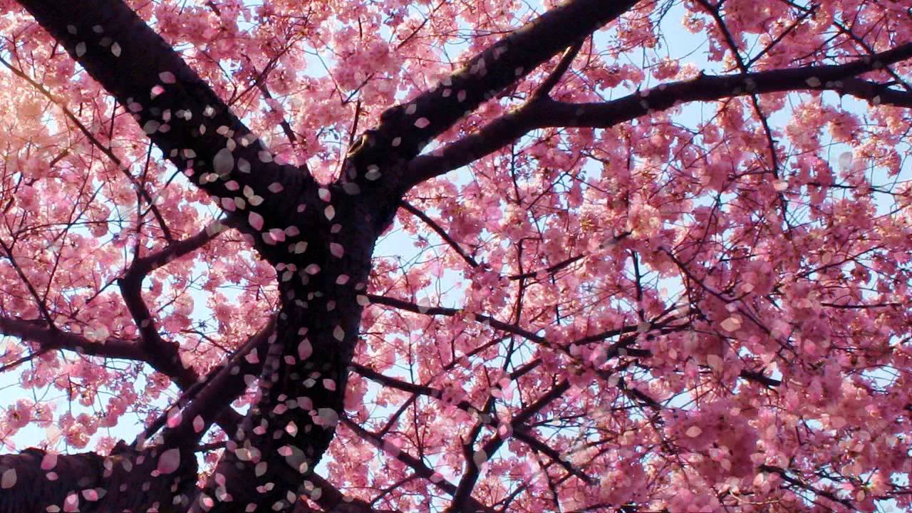 Cherry Blossom Desktop Background - HD Wallpaper 