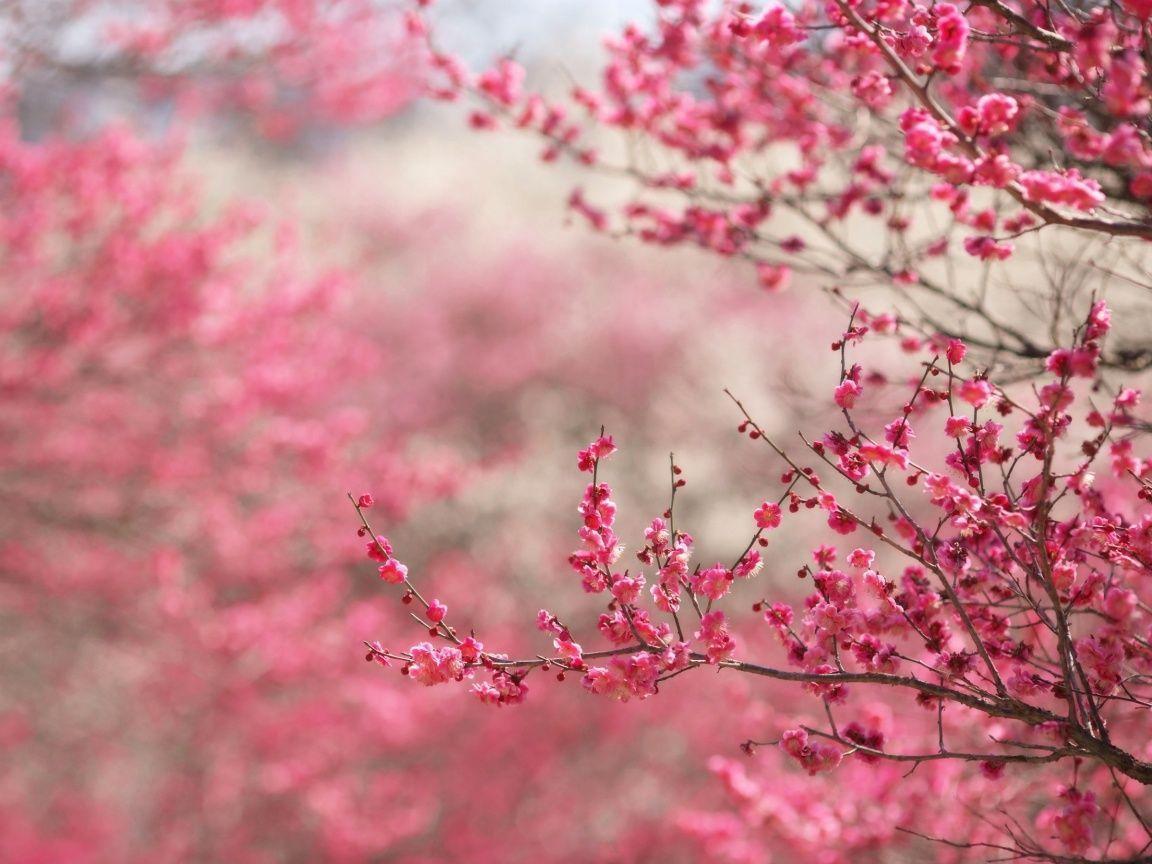 Cherry Blossoms Hd Wallpapers - Cherry Blossom Background Hd - HD Wallpaper 