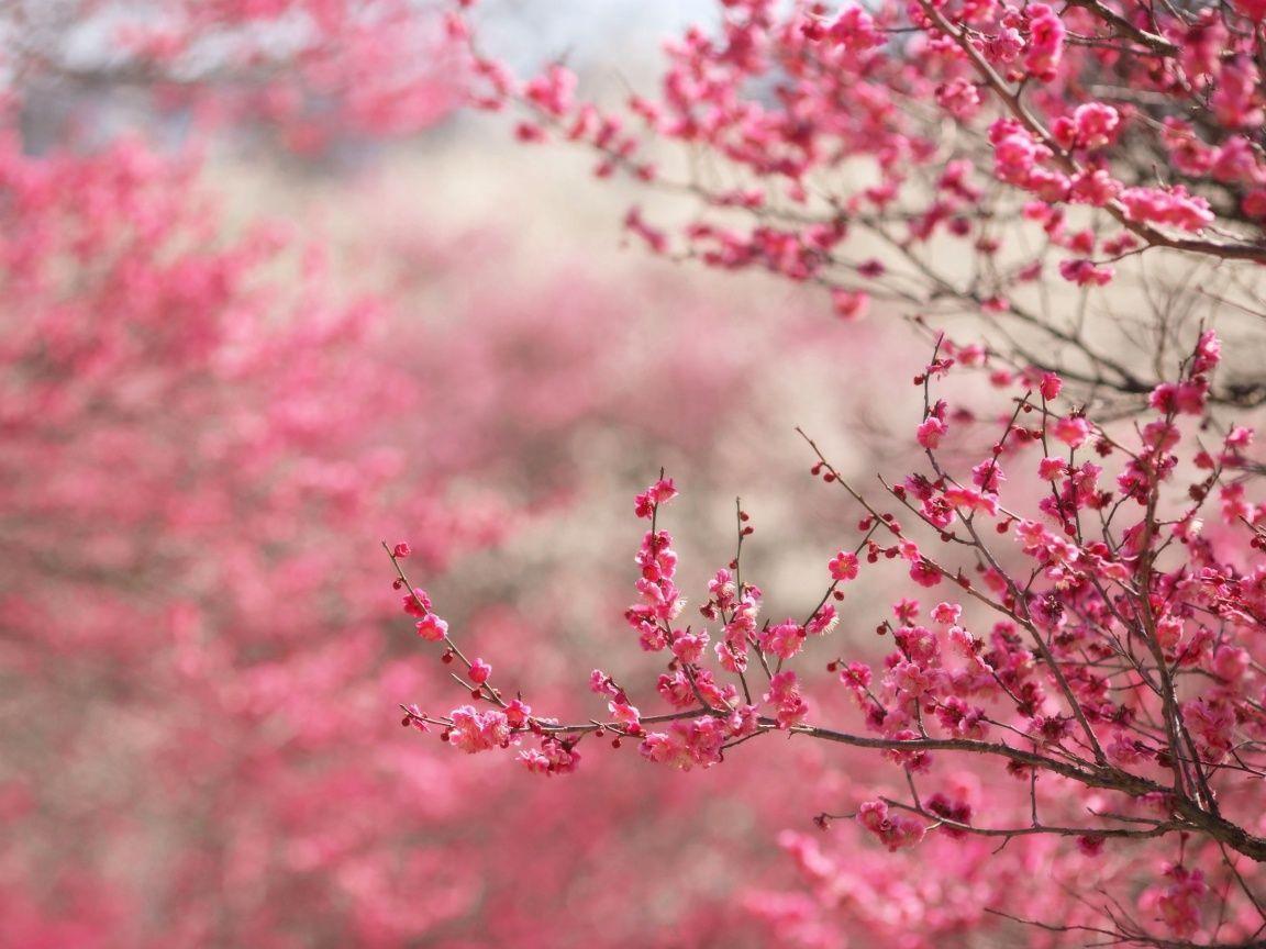 Cherry Blossoms Hd Wallpapers - Cherry Blossom Background Hd - 1152x864