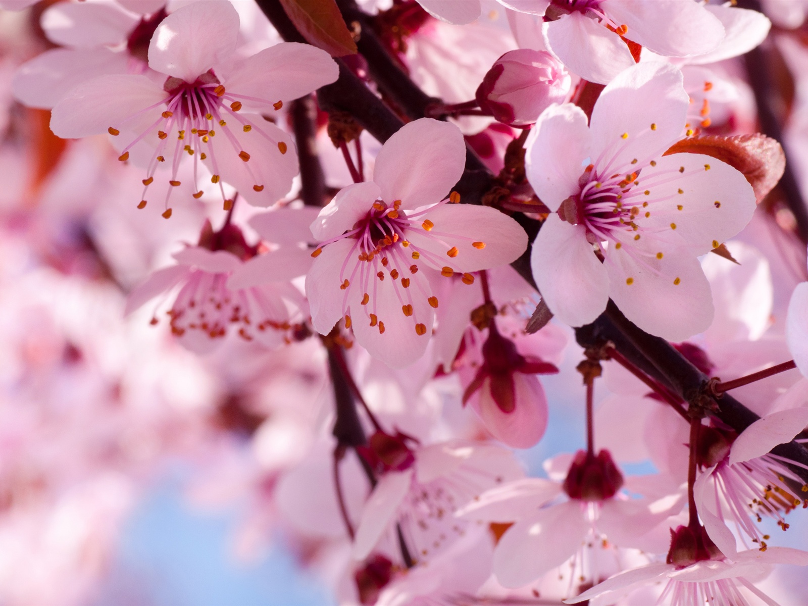 Beautiful Pink Cherry Blossom Wallpaper - Cherry Blossom - HD Wallpaper 
