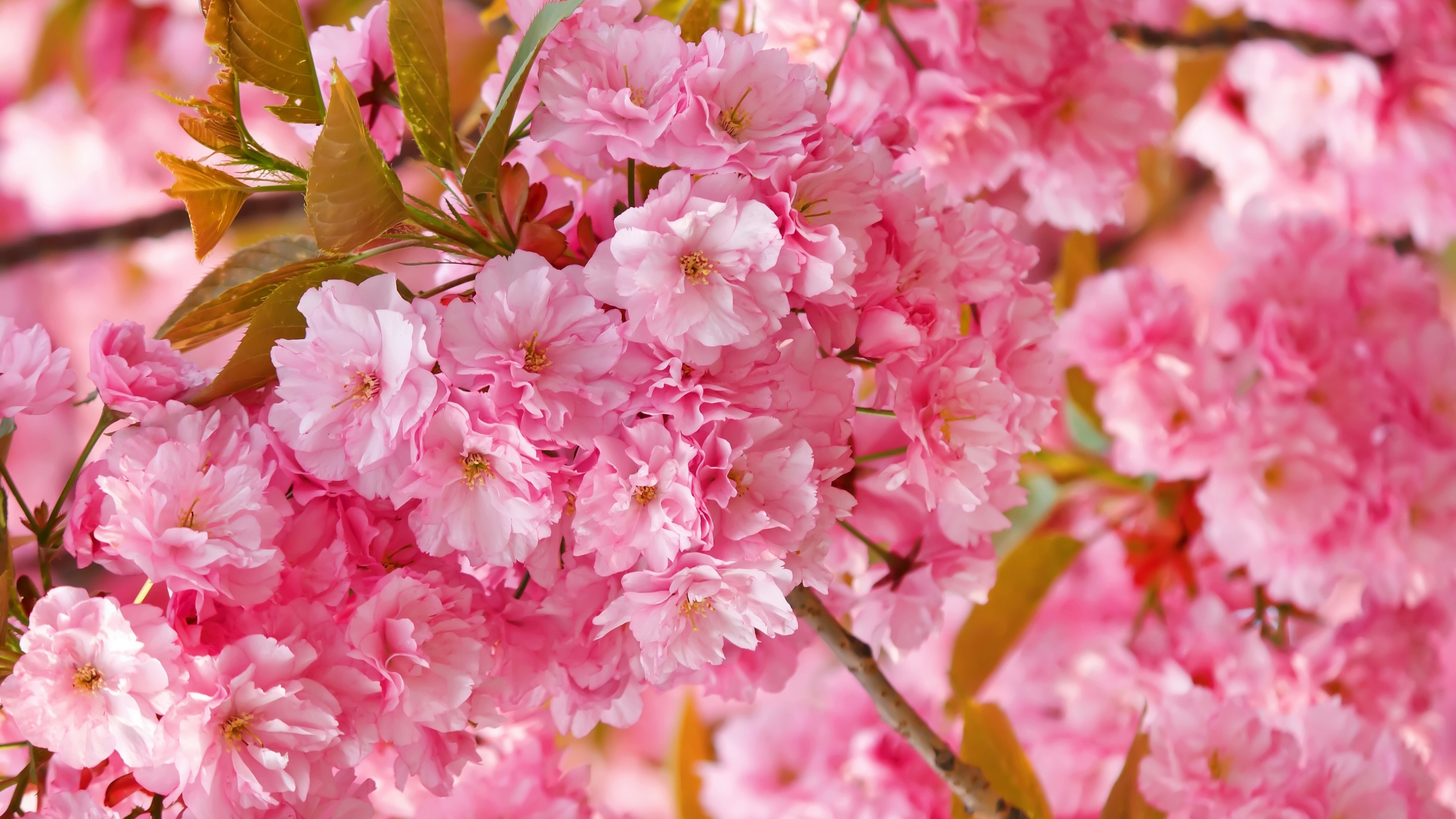 Pink Sakura Beautiful Flowers - HD Wallpaper 