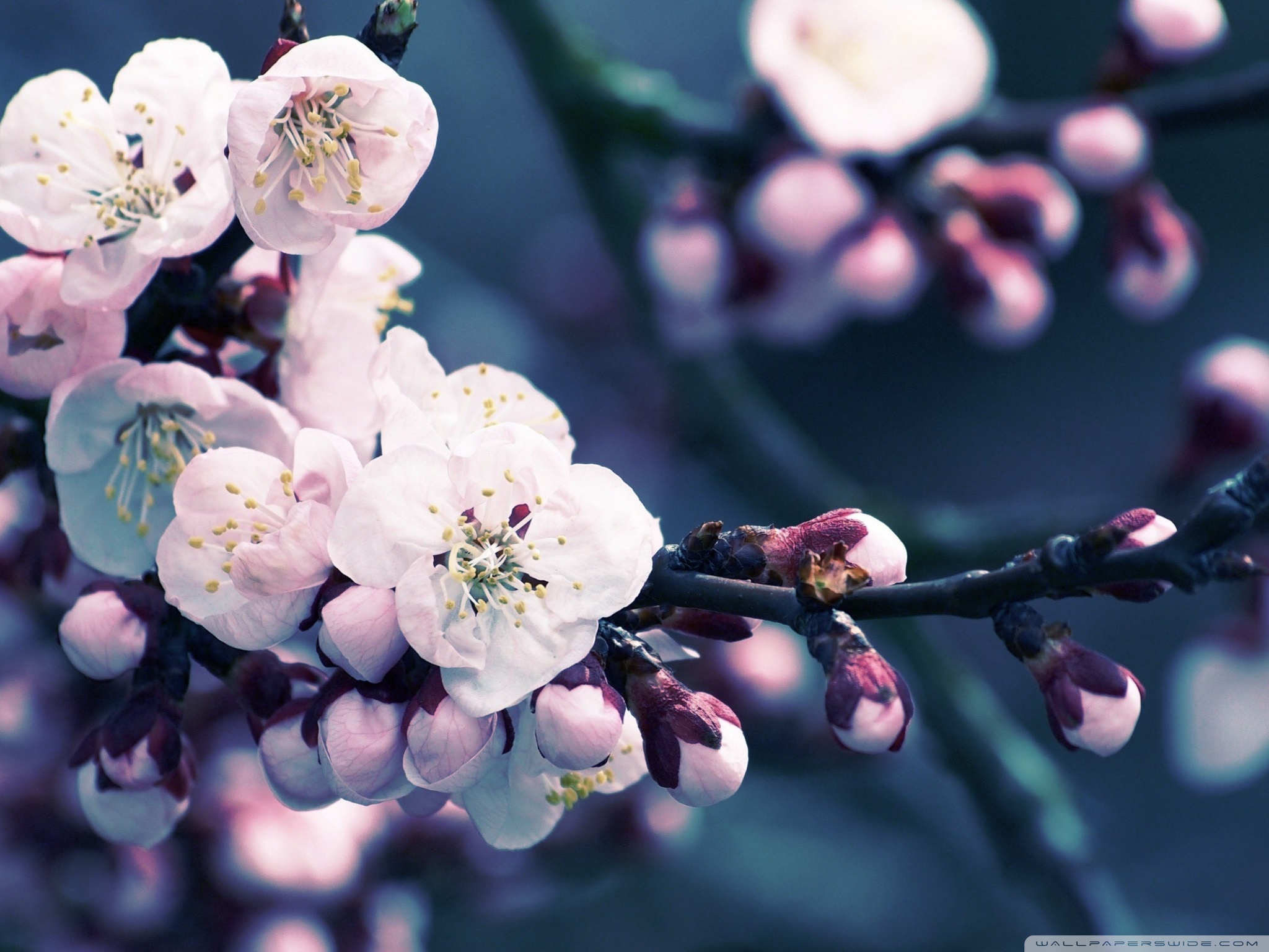 Spring Cherry Blossom Wallpaper Desktop - HD Wallpaper 