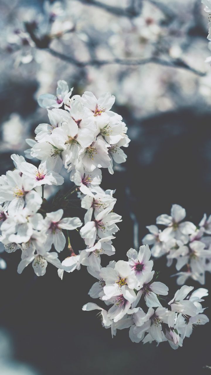 Cherry Blossom - Cherry Blossom Wallpaper Iphone - HD Wallpaper 