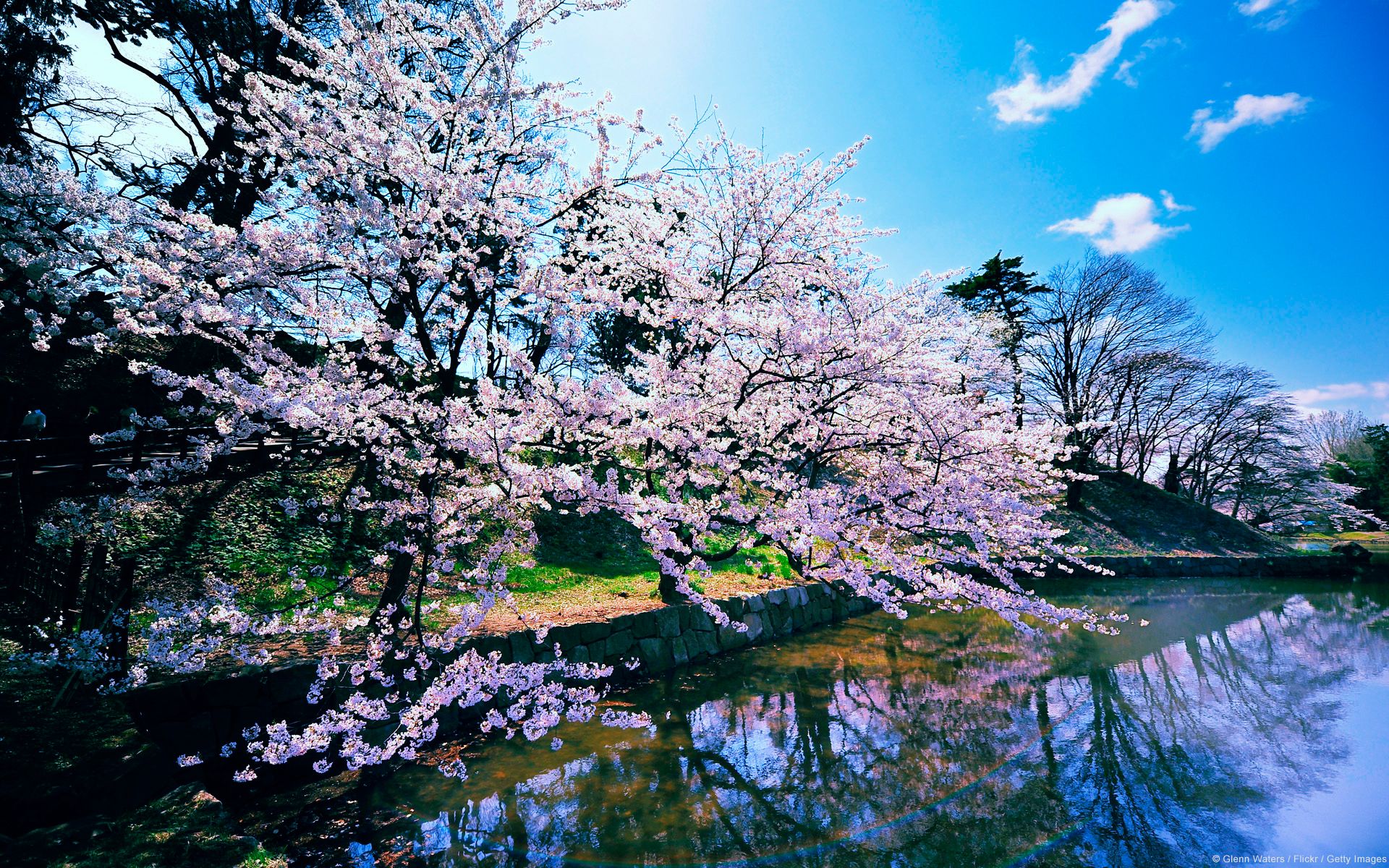 Cherry Blossom Trees Wallpapers - Sakura Tree Wallpaper Hd - HD Wallpaper 