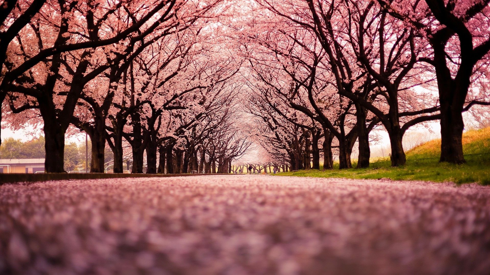 Landscape, Cherry Blossom, Trees, Path, Nature Wallpapers - Row Of Cherry Blossoms - HD Wallpaper 