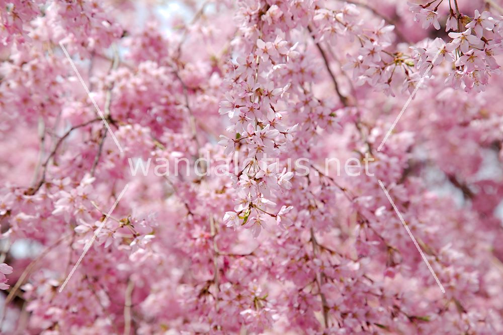 Cherry Blossom - HD Wallpaper 