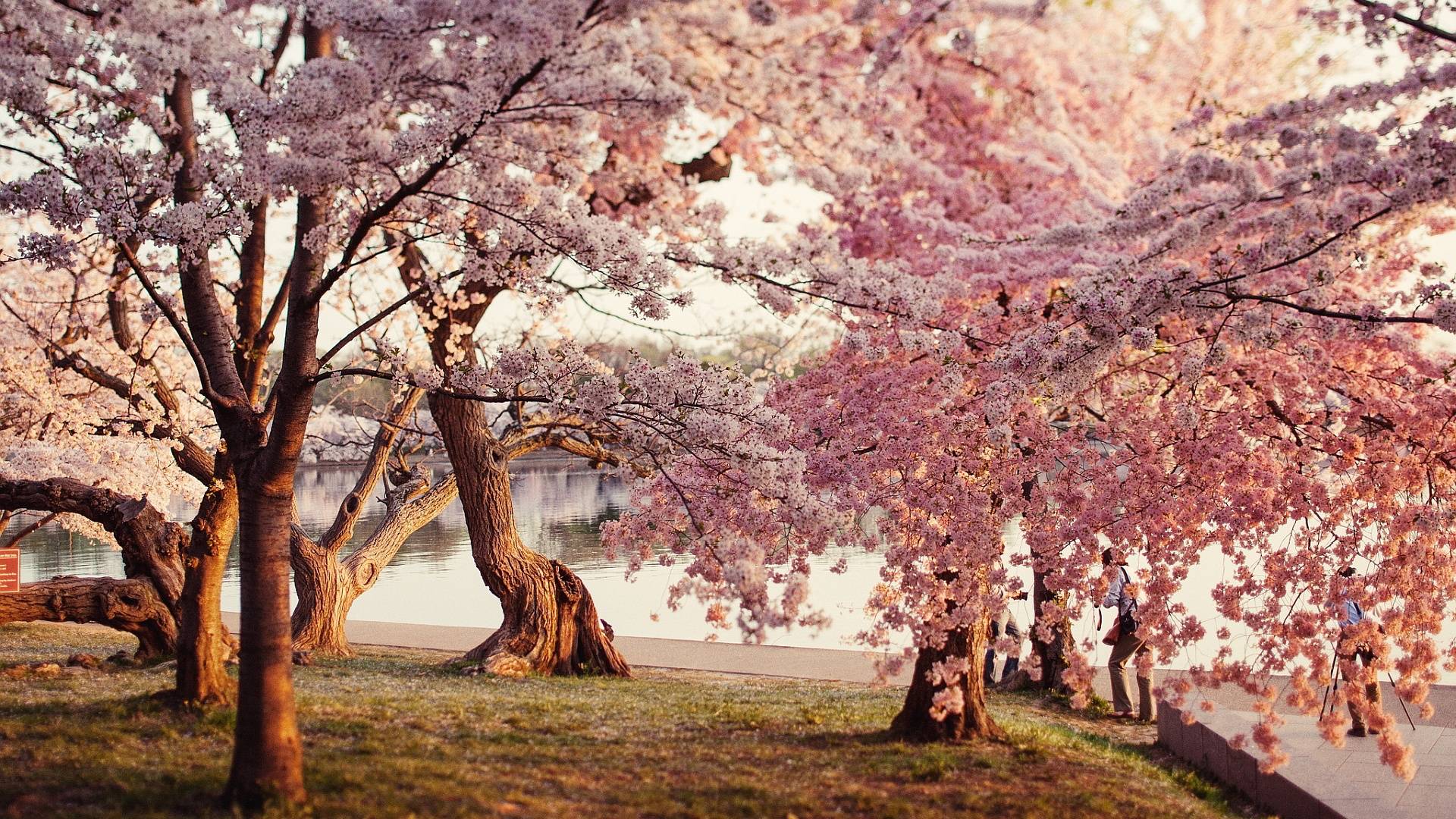 Cherry Blossom Desktop Wallpapers 
 Data-src /full/11453 - Cherry Blossom Wallpaper Desktop - HD Wallpaper 