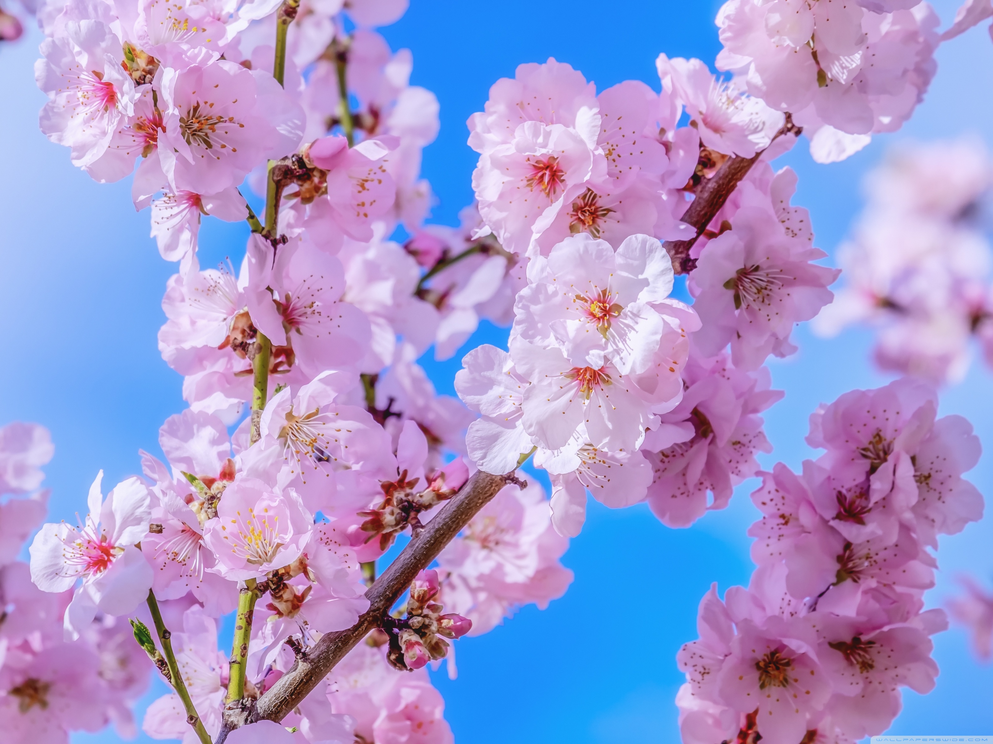 Cherry Blossom - HD Wallpaper 